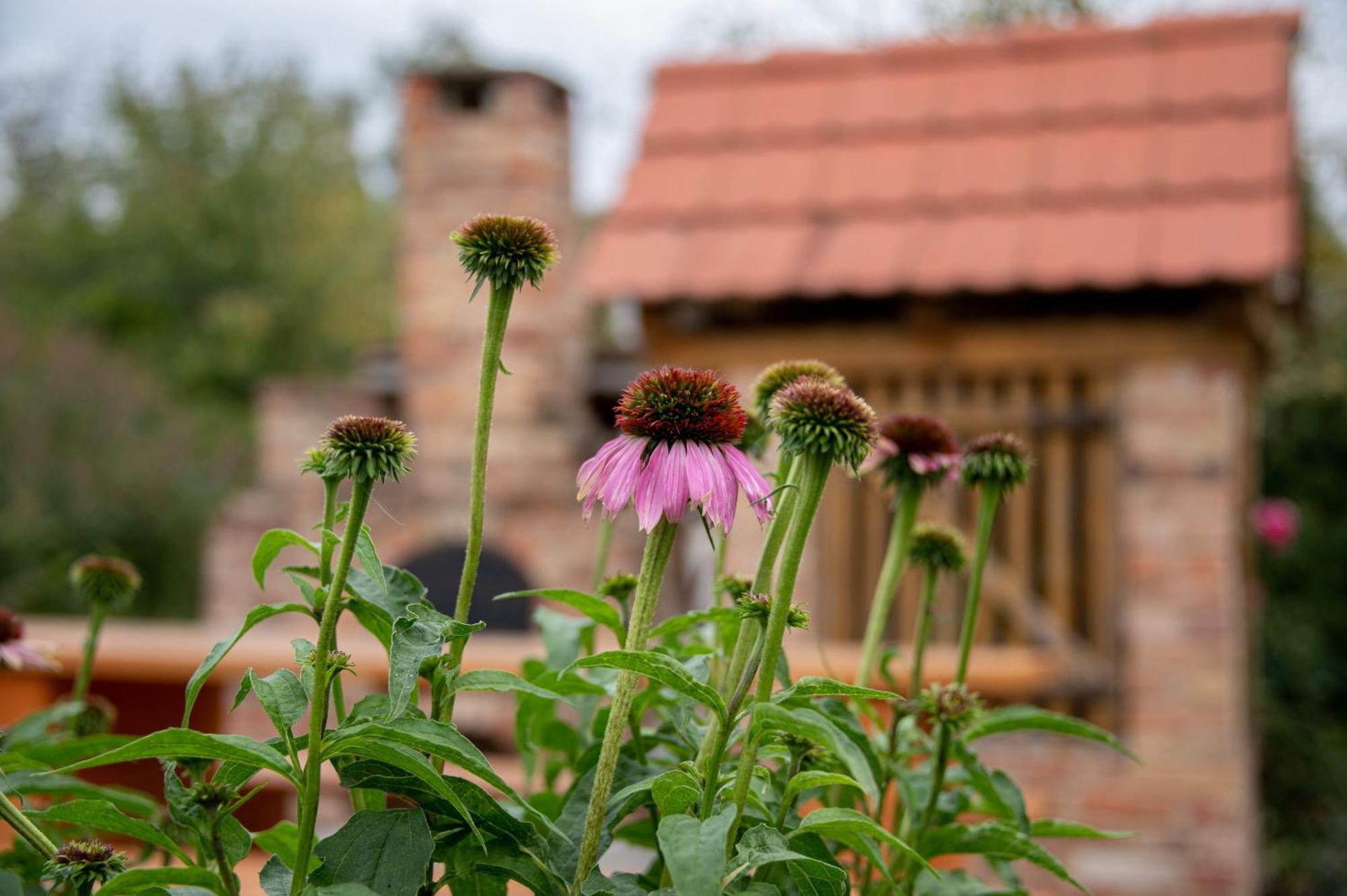 Rozmaring Vendégház Zengővárkony Esterno foto